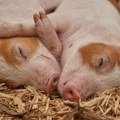 Afrička kuga svinja: Zaraza u 63 mesta i lovišta u Srbiji od početka godine