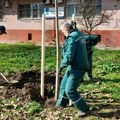 FOTO: U 47 novosadskih mesnih zajednica zasađeno 47 stabala koprivića