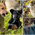 Velika misterija u černoblju Pojavili se psi plave boje! (video)