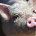 Organoidi ljudskog bubrega uspešno presađeni u svinju