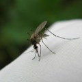 Čikungunja groznica u Evropi: Virus prenose komarci zbog klimatskih promena