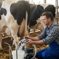 Mleko nikad jeftinije, krava sve manje: Farmeri za InfoKG odgovaraju da li je ovo kraj domaćeg mleka?