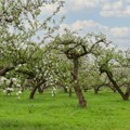 Nema mesta za paniku: Stručnjak sa Instituta za voćarstvo ohrabrio srpske voćare