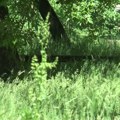 Tretman suzbijanja krpelja na javnim zelenim površinama