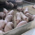 У Србији 36.101 свиња угинула због афричке куге: Вирус забележен у седам општина