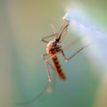 Virus Zapadnog Nila: Simptomi, prenošenje i mere zaštite