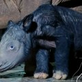 FOTO: Rođeno mladunče veoma retkog sumatranskog nosoroga