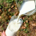 Produžena zabrana izvoza mleka i mlečnih proizvoda