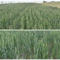 Još se nije desilo da žito klasa u aprilu Klimatske promene uticale na pšenicu; Za sada se ne zna da li je šteta nastala