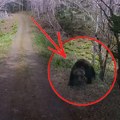 Medved skočio na kamion: Šokantna scena, vozili se šumskim putem, a onda odjednom istrčala razjarena zver (video)