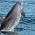 Delfin ugledao grupu plivača, pa im se opušteno približio Presladak video obišao je svet (video)