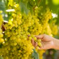 Šardone kakav nema ni francuski Bordo: Tajna fruškogorskog vina ipak nije samo u grožđu