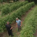 To je katastrofa od cene, 400 dinara je uz sve troškove baš malo: Malinar Mileta ogorčen, voćari traže bar 600 dinara po…