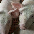 Afrička kuga aktivna u sedam okruga u Srbiji, do sada uginulo 28.000 svinja