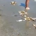 Šta se ovo dešava na Jadranu? More izbacuje lešine na plažu (video)