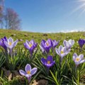 Horoskop za 20. maj: Pred Rakovima je uspešan poslovni dan, Bik ne krije ljubomoru