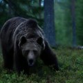 Medved stradao od strujnog udara u selu kod Zubinog Potoka Meštani ostali bez struje (foto)