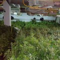 Policija u Beogradu zaplenila dva tona marihuane