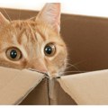 Poslala u paketu mačku, a da nije imala pojma. Radnici u pošti se šokirali kada su čuli mjaukanje iz kutije, pozvali i…