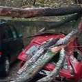(Foto) Jugo zgužvan kao limenka: Strašan prizor na parkingu u Smederevu: Drvo se sručilo na vozilo, od njega ostala olupina