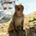 Naučnici utvrdili zašto majmuni na Gibraltaru jedu zemlju: Krivi su turisti