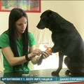 Za ljubimce nephodan titar test za ulazak u pojedine zemlje
