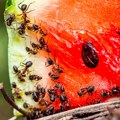 Evo kako da napravite prirodni mamac za mrave koji ih instant uništava: Potrebna su vam samo dva sastojka ih kuhinje