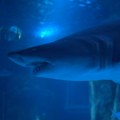 VIDEO: Najveća bela ajkula na svetu nakon više meseci ponovo se pojavila na radaru
