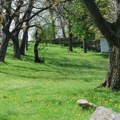 Skoro svaka druga kuća u Srbiji ima ovo drvo u dvorištu, ali malo ko zna da može biti otrovno: ako list padne na travu, odmah…