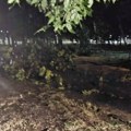 Oboreno drveće blokiralo saobraćaj kod Velikog parka i u Palilulama: Nevreme pogodilo i Kragujevac (FOTO)