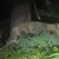 Obrt u slučaju lavica Odbegla životinja je verovatno divlja svinja