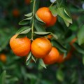 U mandarinama iz Hrvatske pronađen opasan pesticid: Završile u BiH, a ranije su nađene u pošiljci za Srbiju
