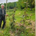 Čudo kod Prijepolja! Domaćinu Milivoju usred imanja raste kivi, a on kaže: "Sasvim slučajno sam na pijaci kupio sadnicu…
