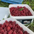 „Preoraćemo voćnjake“: Udruženje malinara Vilamet ogorčeno otkupnom cenom od 300 dinara po kilogramu