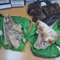 Људска коса, свеже усољена овчија црева, лобање и "сакривени" олдтајмери: Српски цариници су се свега нагледали, али ове…