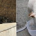 Psi i mačke na ivici izdržljivosti: Na +50°S na asfaltu posude sa vodom spas za ulične životinje