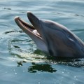 Delfin kod Zadra priredio nesvakidašnji prizor - igrao se loptom sa kupačima (VIDEO)