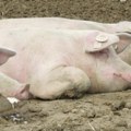 Preko 125 svinja na farmi u Zavodu Male Pčelice eutanizovano zbog svinjske kuge