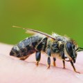 Spas je u ovim biljkama Ovo je najbolji način da oterate uporne insekte
