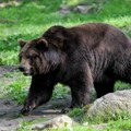 Medved u Slovačkoj napao dvoje ljudi, muškarac i žena hospitalizovani