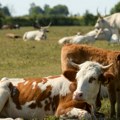 Od 100 uginulih grla stoke čak 69 pozitivno na antraks: Situacija u Hrvatskoj se ne smiruje