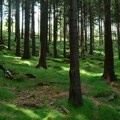 Gugl izazvao bes javnosti: Nestalo na stotine hiljada stabala, država zaustavila radove