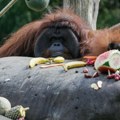 Najstariji orangutan na Baliju proslavio 46. rođendan (FOTO)