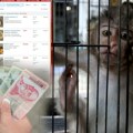 Od lavice na putu kod Subotice do majmuna na Karaburmi: U Srbiji cveta biznis krijumčarenja egzotičnih životinja, zarada i…