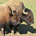 Italija poklanja dva bizona najvećem evropskom rezervatu prirode Herakle i Lilibet stižu u naš komšiluk