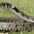 Отровне имају троугласту главу Ако се змија креће према вама, један покрет би је могао отерати
