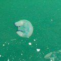 Plutaju po površini zbog toplote vode: Ogromne meduze opet snimljene u Jadranskom moru (foto)