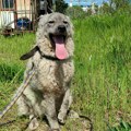 Udomi, ne kupuj: Tara je divna, miroljubiva i izuzetno pametna