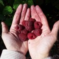 Veliki broj Roma iz Leskovca, Vranja i drugih mesta otišlo na berbu malina, dnevnica 5000 dinara i više