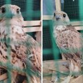 Vojvodina je stanište izuzetno retke vrste ptica: Moćan je, lep i broji samo 35-50 parova